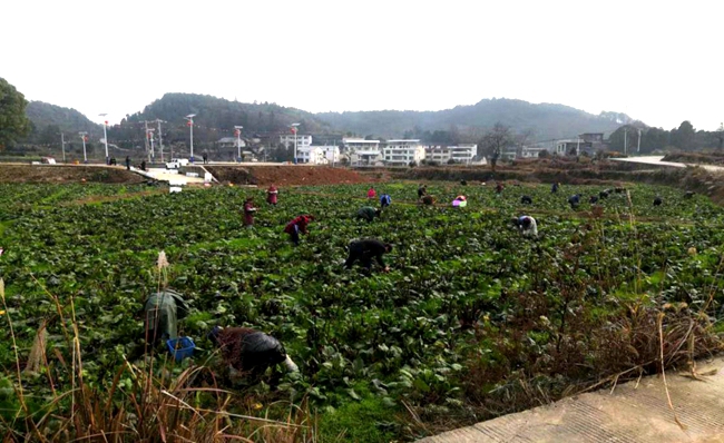 水田村合作社480亩红菜苔基地蔬菜采收.jpg