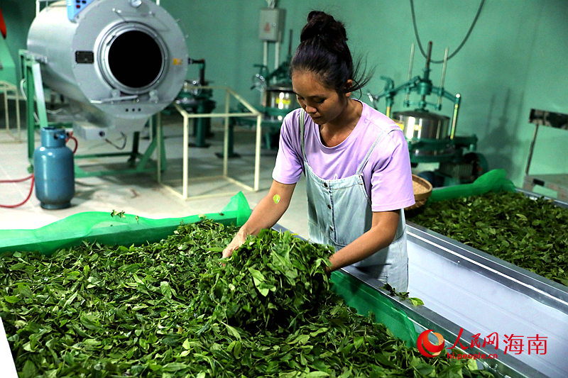 村民正在五指山水滿鄉綠動有機農業專業合作社新廠房中加工茶葉。 人民網記者 孟凡盛攝