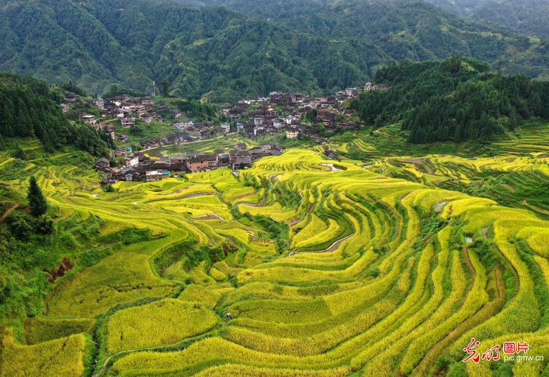 金秋大地铺展丰收新画卷