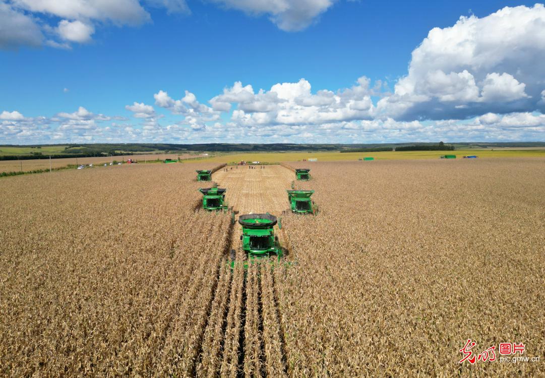 金秋大地铺展丰收新画卷