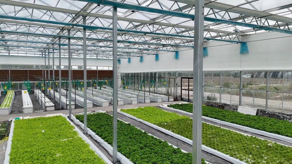 智慧农业助力蔬菜抢“鲜”上市！