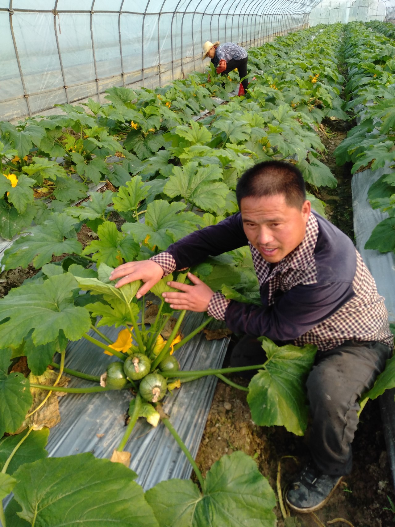 王正伟:一个用科技种菜的农场主--中国供销合作网