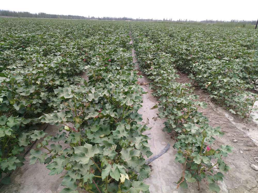 中棉集团位于新疆喀什地区的棉花产业化示范基地