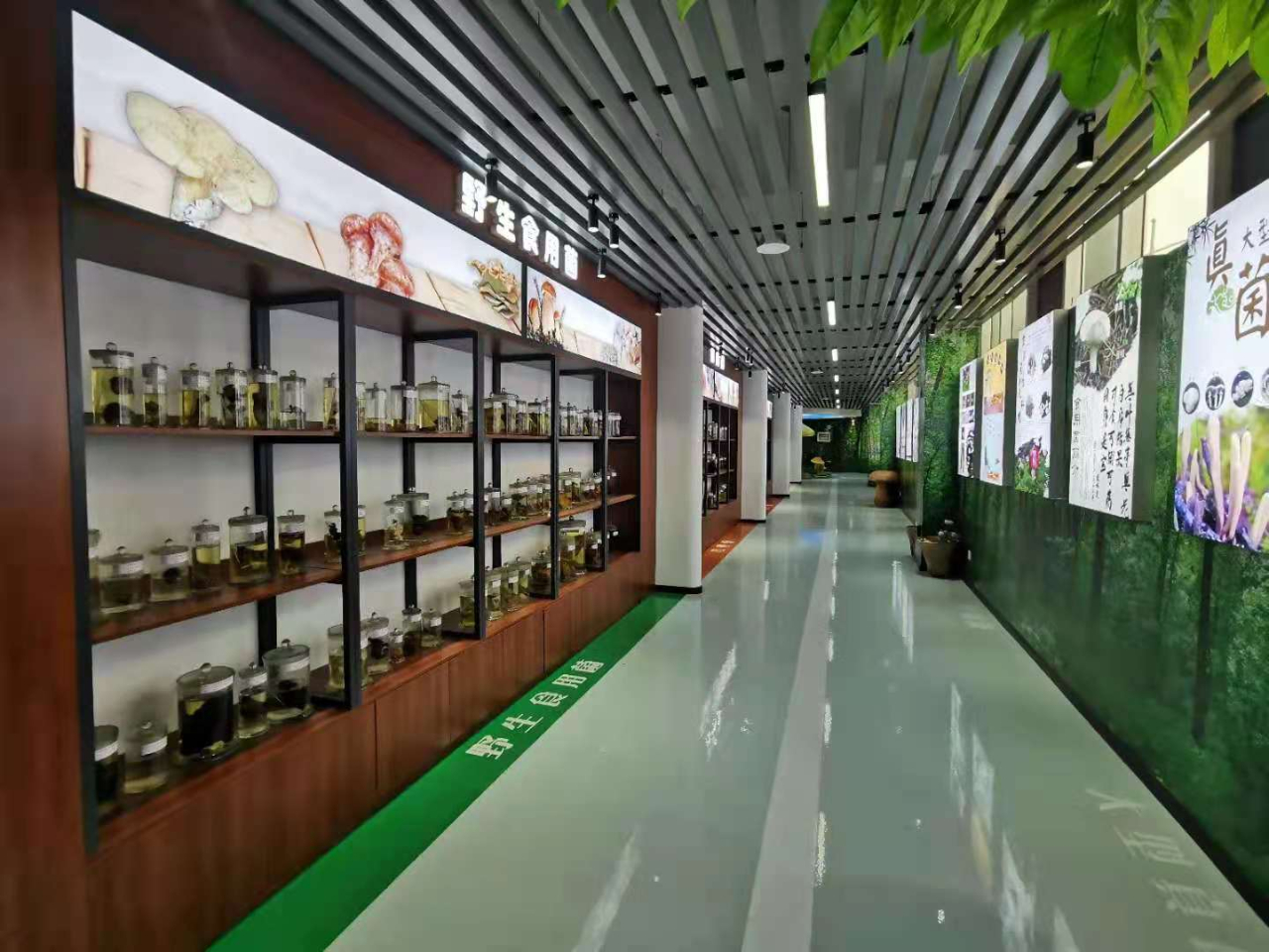 中国野生菌博物馆部分区域