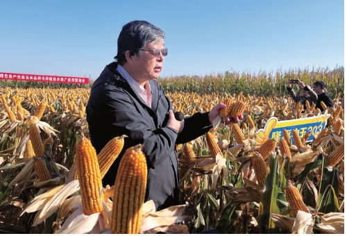 破解中低产田变吨粮田的良种密码绿色高产玉米优质品种中玉303推广