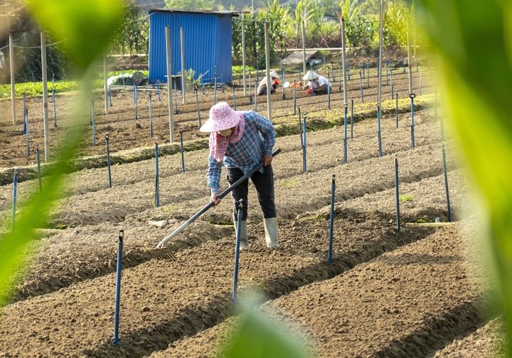 沃野染新綠 春耕繪豐景——從春耕一線看“十五五”開局農(nóng)業(yè)生產(chǎn)新氣象