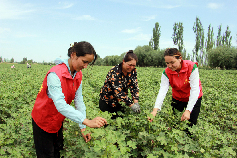 新疆阿瓦提县棉花打顶